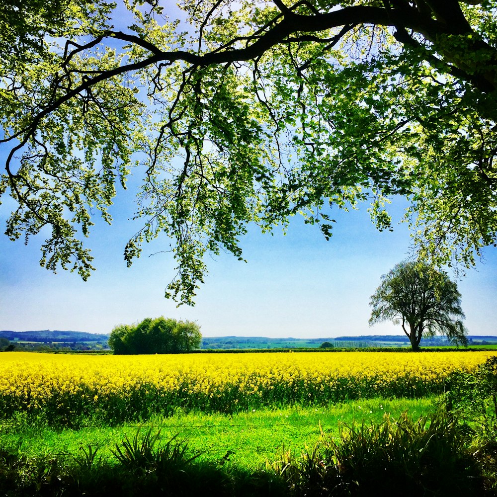 green grass field with green trees during daytime