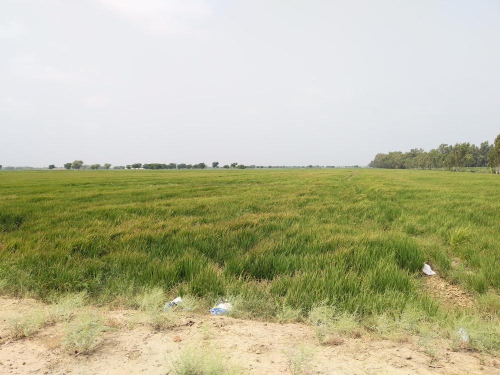 green grass field under white sky during daytime