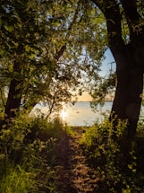 A serene pathway through a dense forest leads to a calm body of water. Sunlight filters through the trees, casting dappled shadows on the path and illuminating the foliage. The reflection of the sun on the water creates a golden glow.