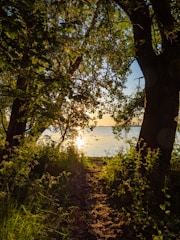 A serene Amazonian forest path bathed in golden sunlight, symbolizing spiritual journey and healing.