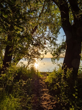 A serene pathway through a dense forest leads to a calm body of water. Sunlight filters through the trees, casting dappled shadows on the path and illuminating the foliage. The reflection of the sun on the water creates a golden glow.