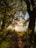 A serene pathway through a dense forest leads to a calm body of water. Sunlight filters through the trees, casting dappled shadows on the path and illuminating the foliage. The reflection of the sun on the water creates a golden glow.