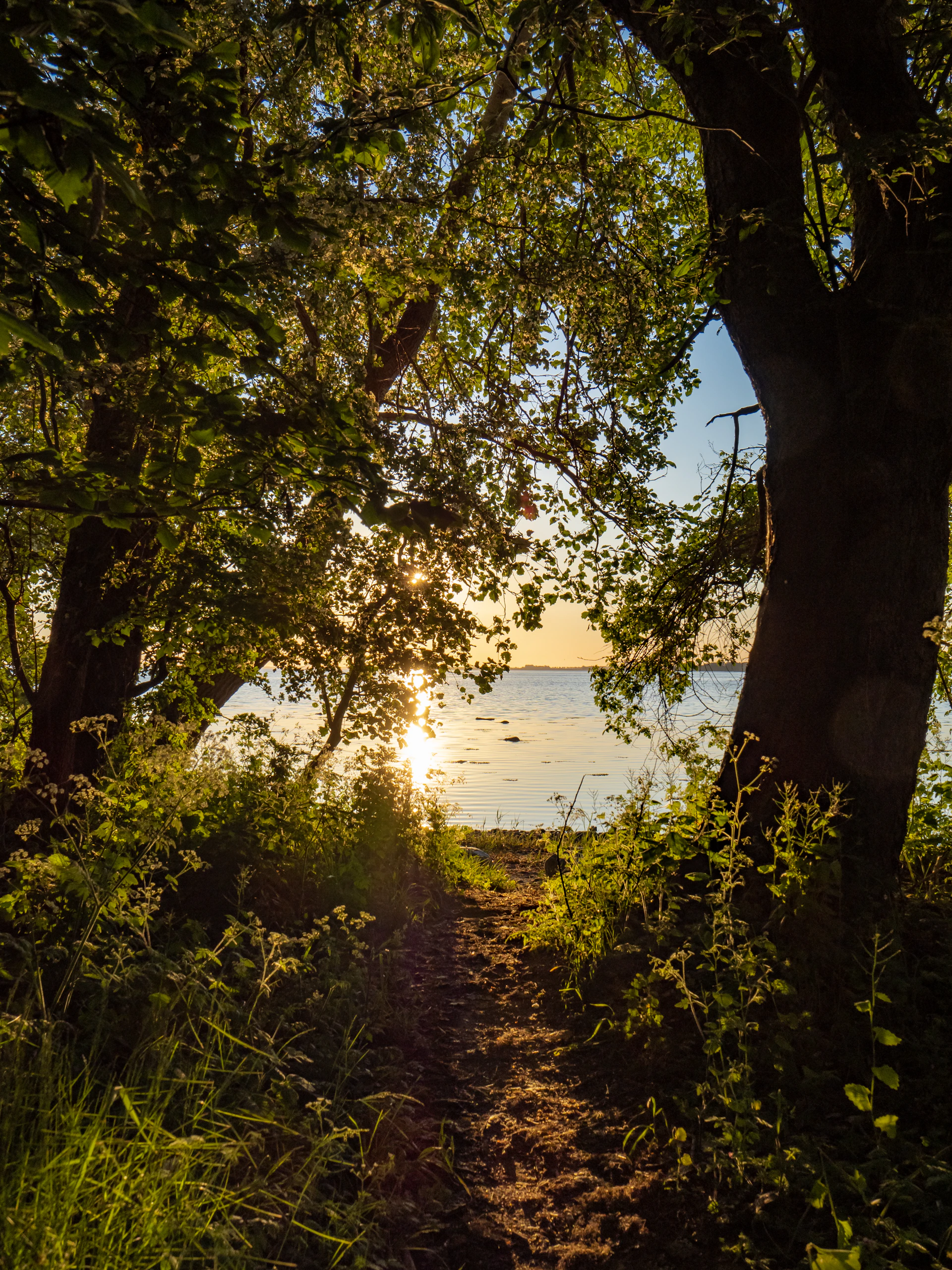 A serene forest path bathed in golden sunlight, inviting a peaceful journey toward self-discovery.