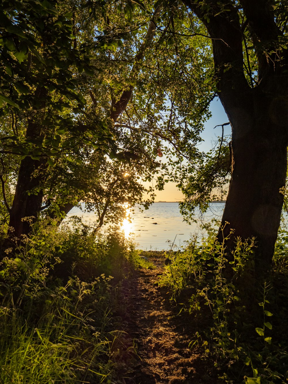 green trees near body of water during daytime