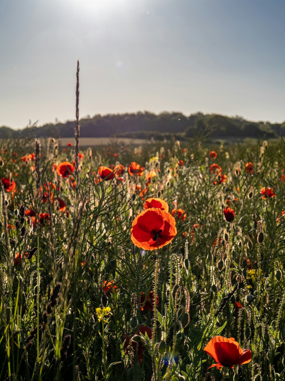 red flower on green grass field during daytime