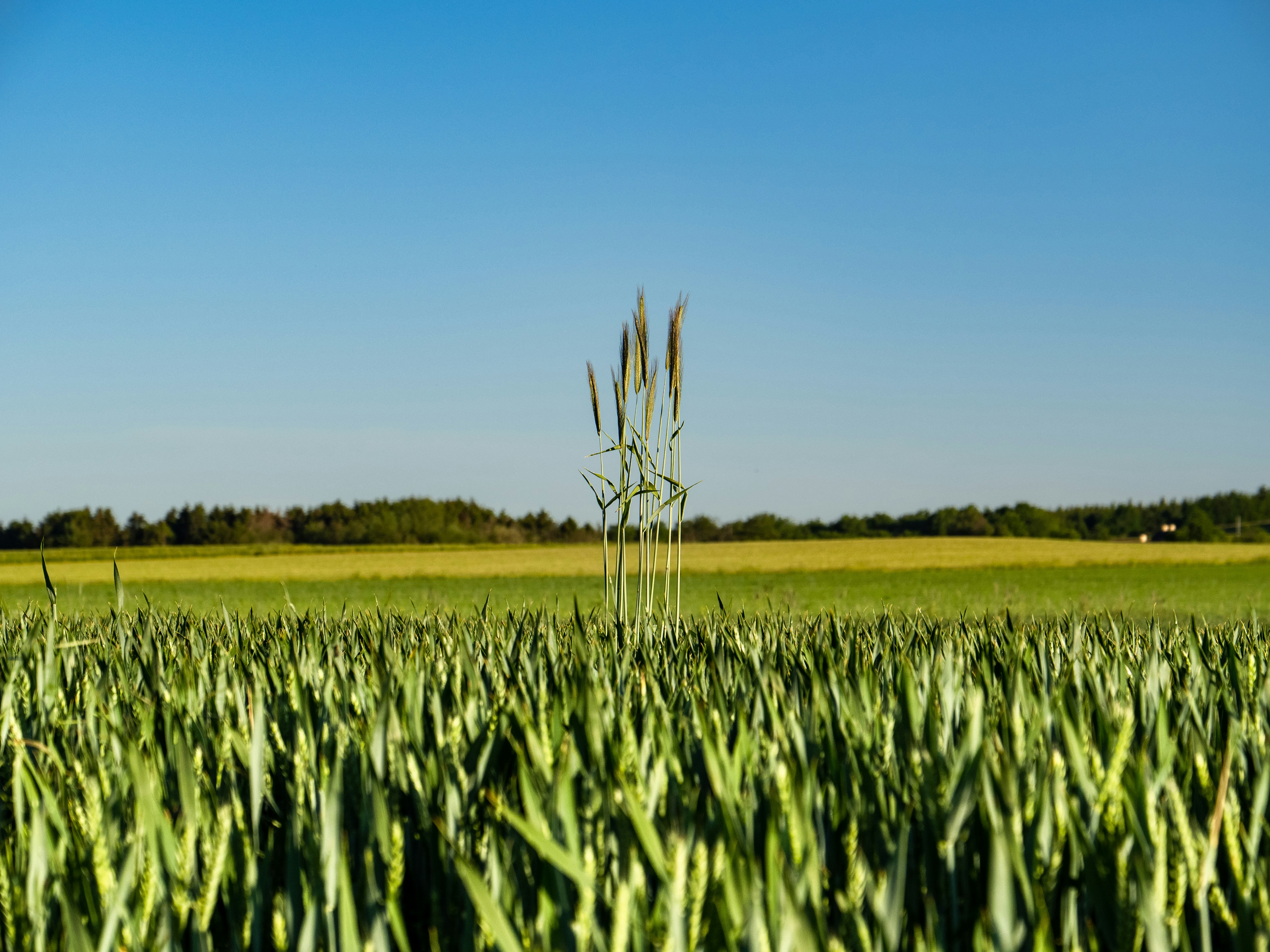 Bad News for Wildlife and Habitat: Use of Vietnam-Era Plant Poison More Than Quadruples