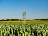 A lush green field of wheat under a clear blue sky, showcasing successful desert land reclamation.
