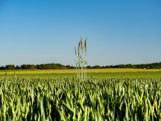 A lush green wheat field under a clear blue sky, showcasing healthy crops.