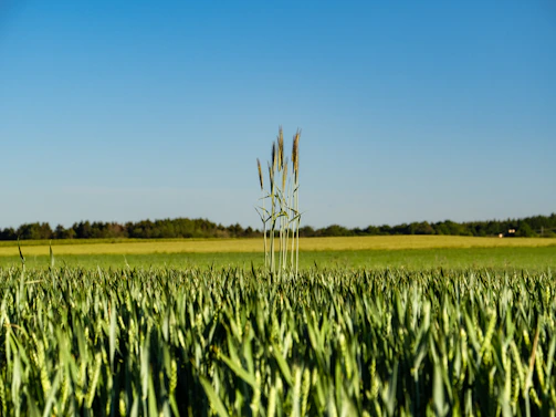 Fakhir Iqbal inspecting a lush wheat field under a clear blue sky.