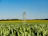 A smiling farmer standing proudly in his lush green wheat field under a clear blue sky.