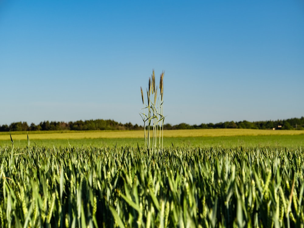 a field of green grass with a blue sky in the background