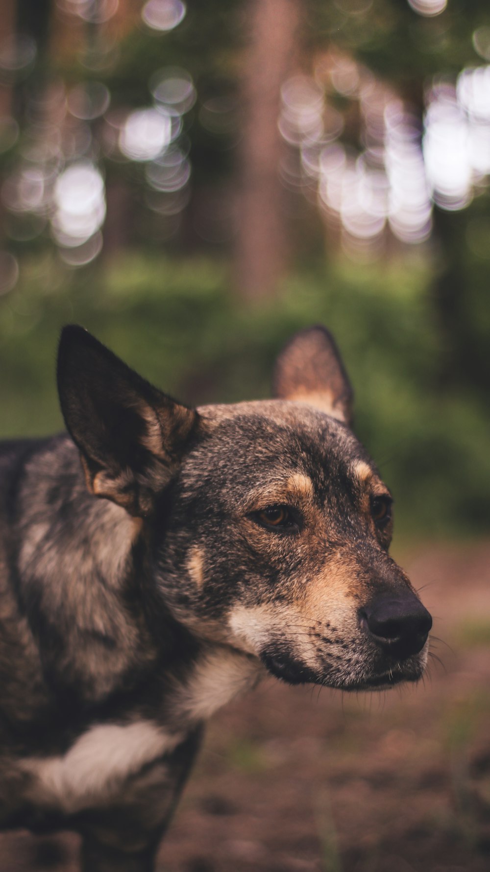 black and tan short coat dog