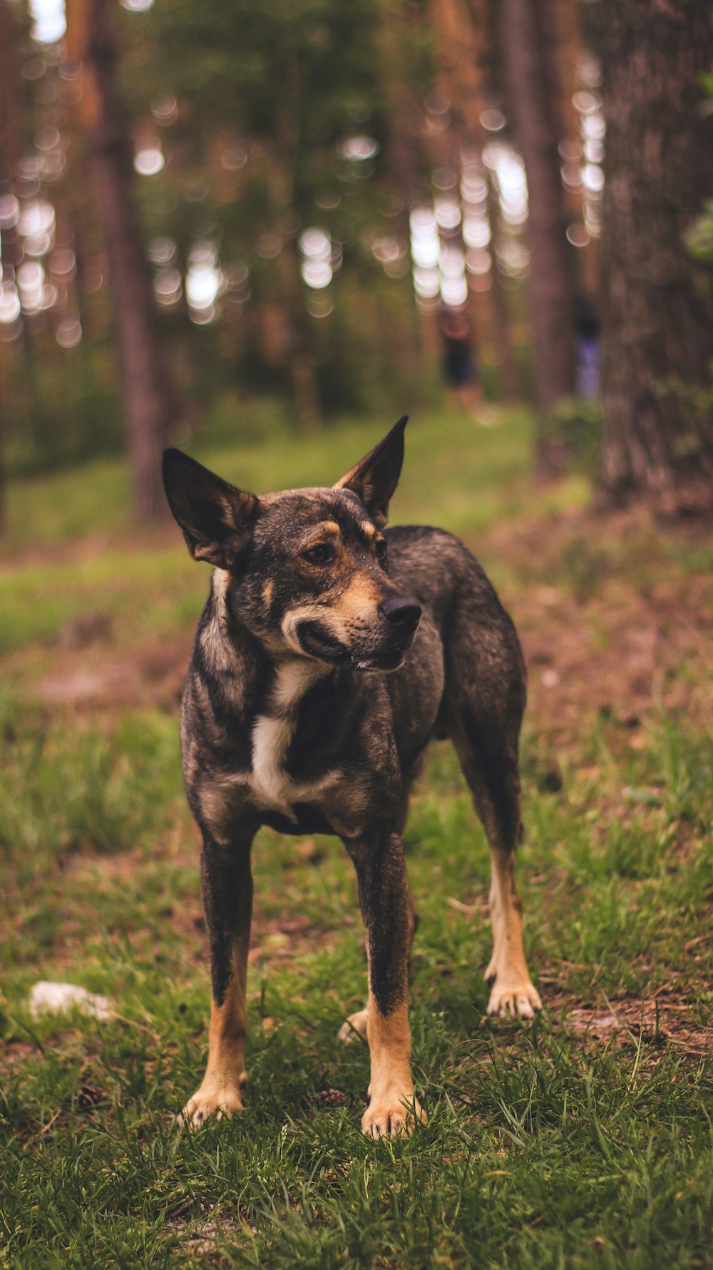 black and white short coated dog on green grass during daytime