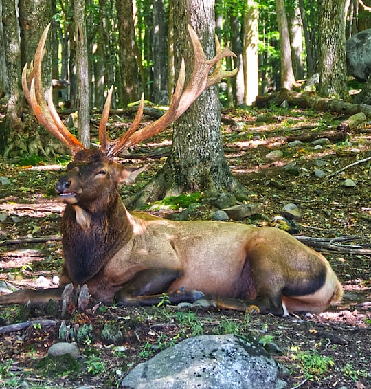 brown deer lying on ground in Parc Oméga Canada