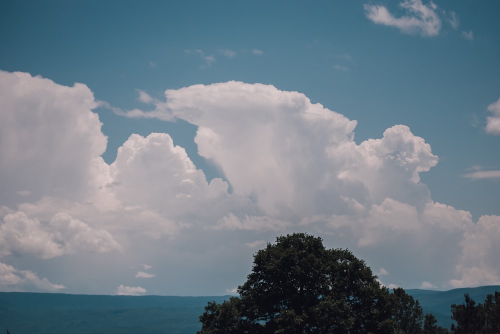 green trees under white clouds and blue sky during daytime