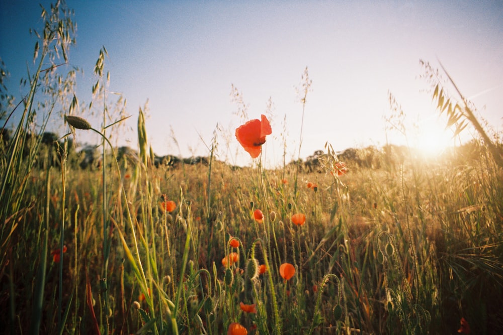 red flower in the field during daytime