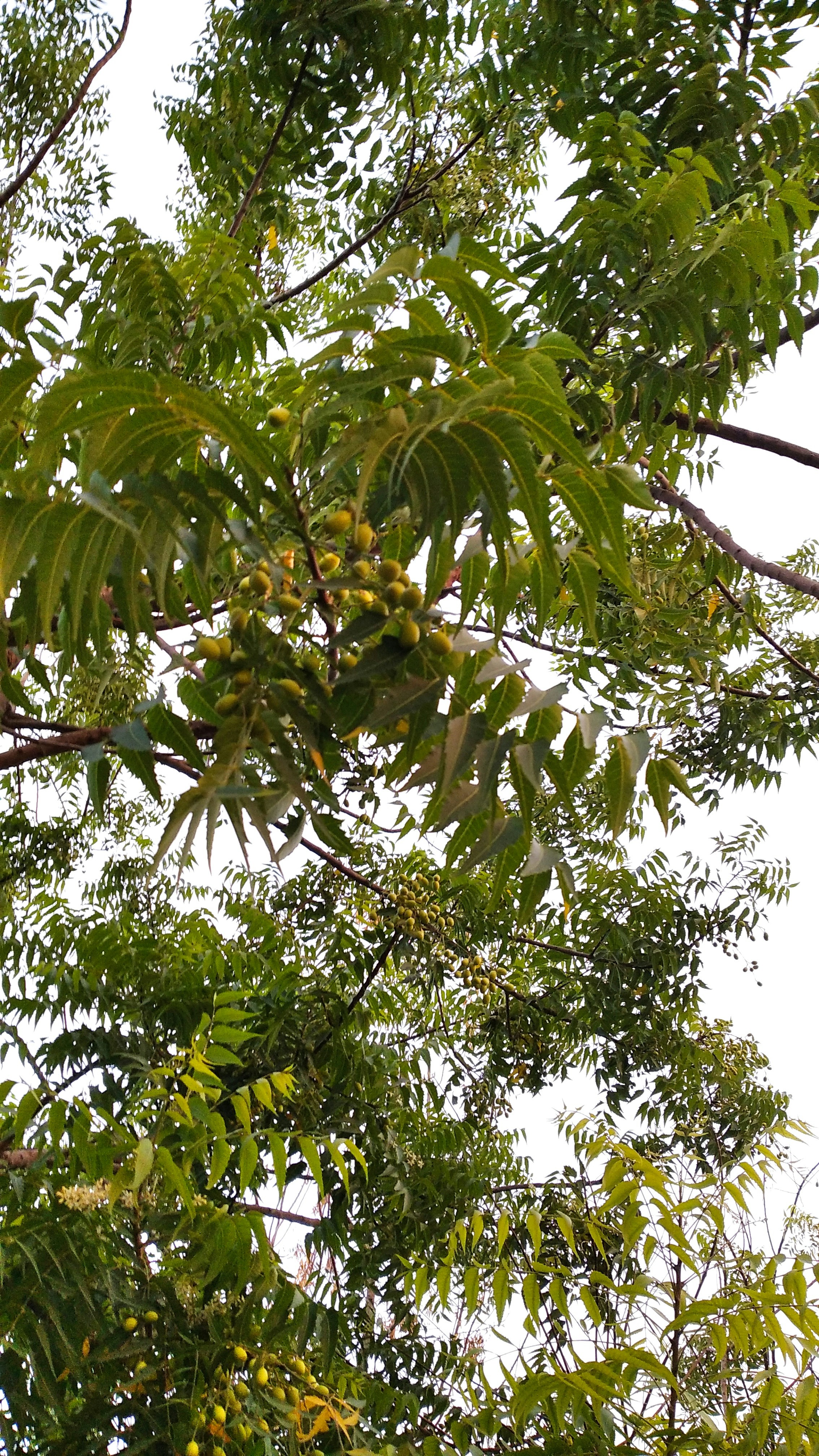 Photo by muhammad_mobinp