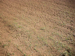 green grass on brown soil
