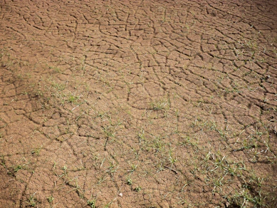 green grass on brown soil