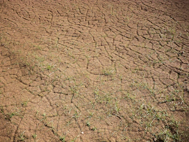 green grass on brown soil