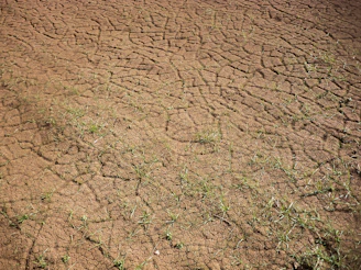 green grass on brown soil