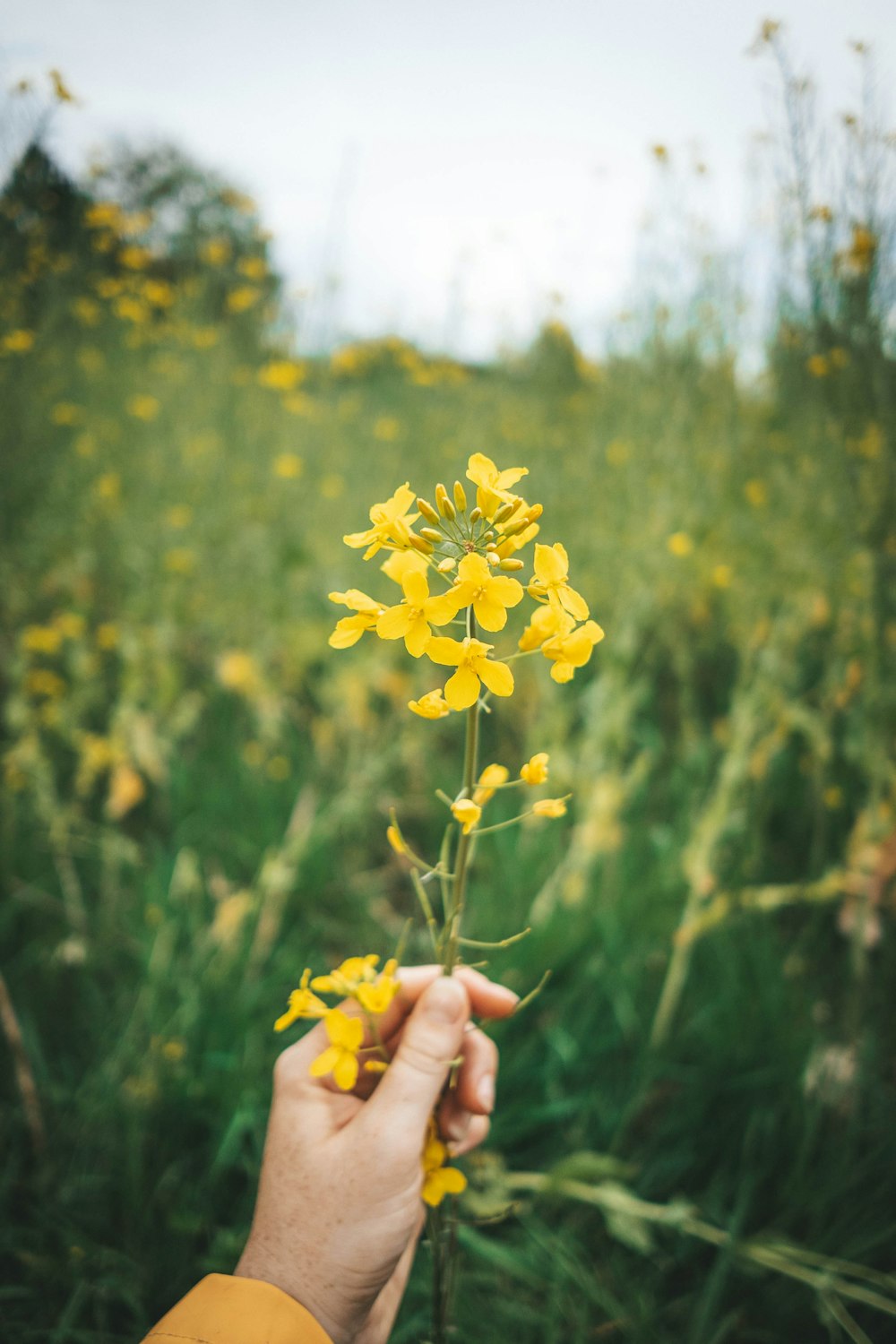 personne tenant une fleur jaune pendant la journée