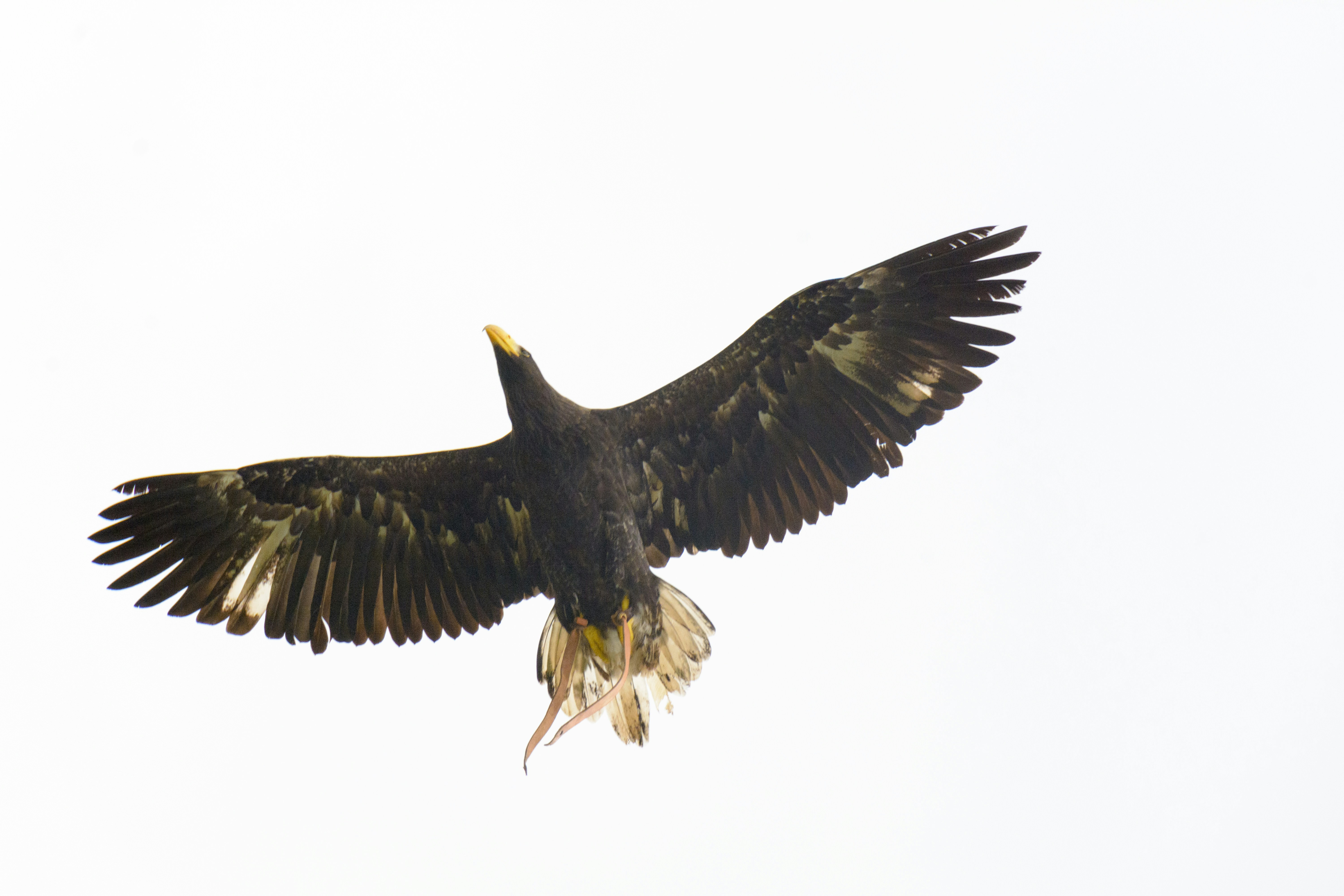 Photo by ricardofrantz