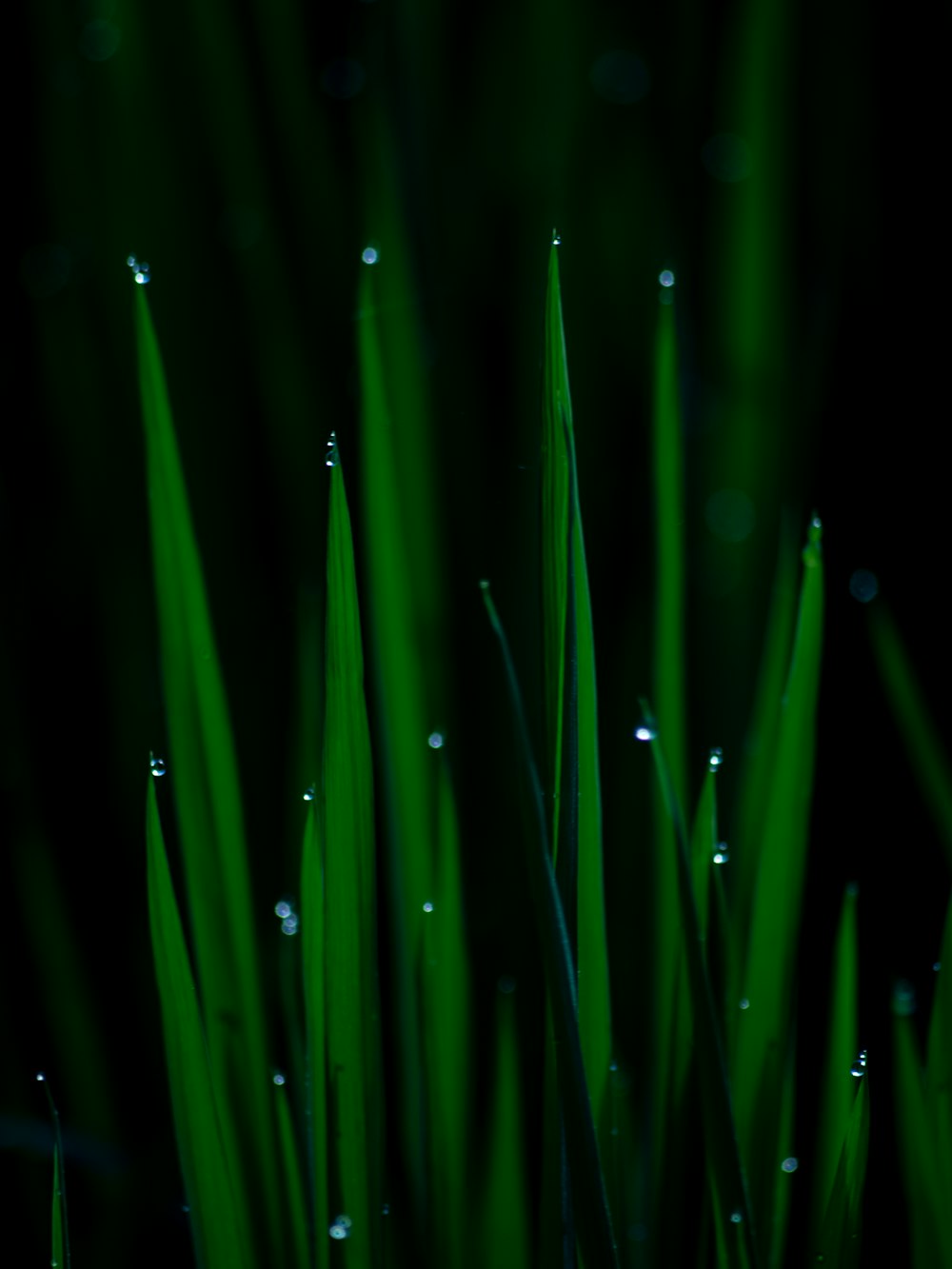 green grass in close up photography