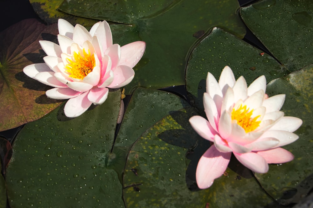 weiße und gelbe Lotusblume auf Wasser