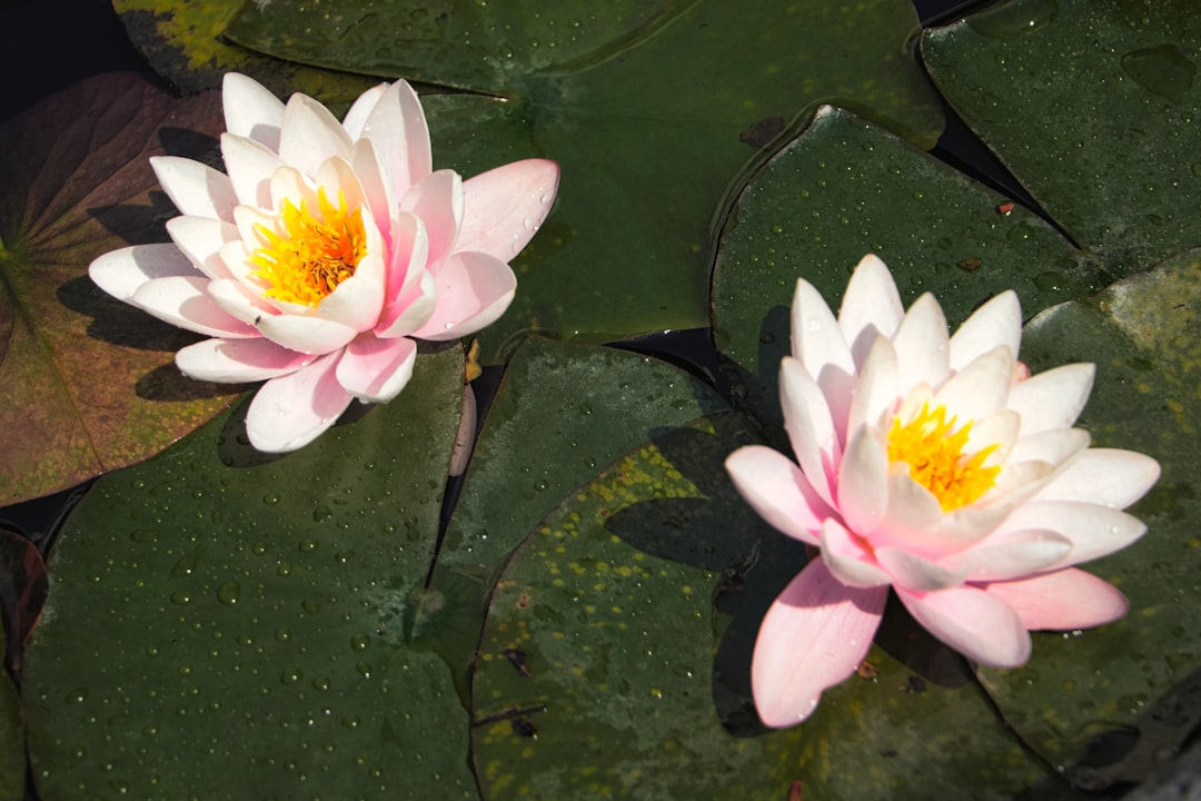 white and yellow lotus flower on water