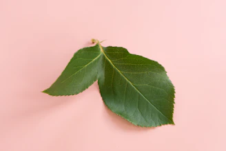 Soft pink cotton bra folded neatly next to a small green leaf