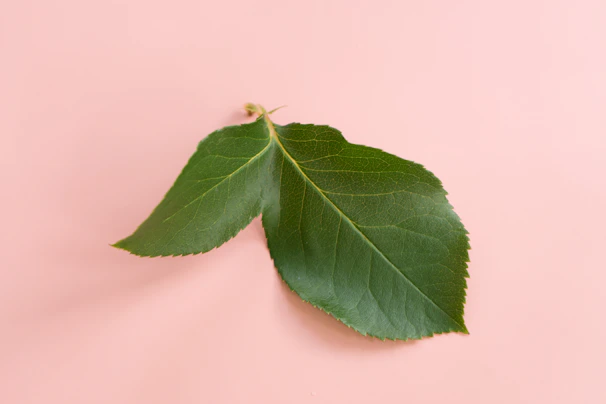 Soft pink cotton bra folded neatly next to a small green leaf
