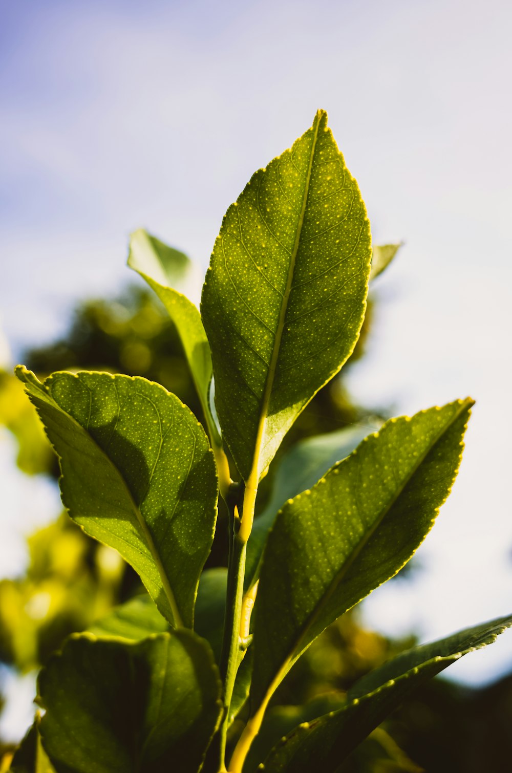 green leaf plant during daytime