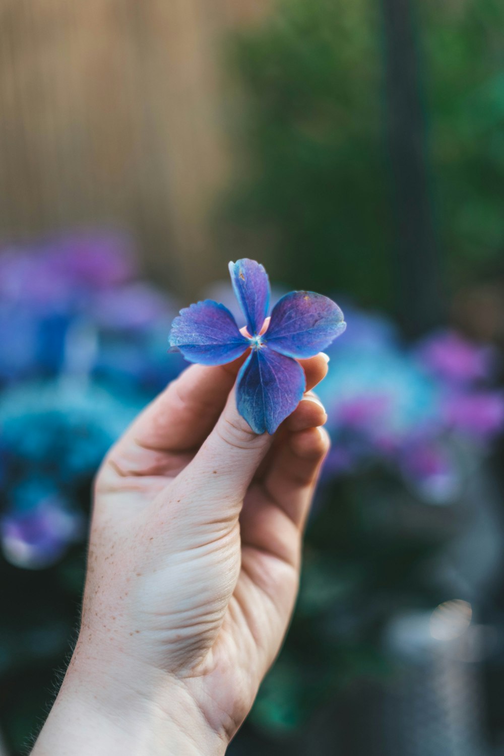 person holding blue flower in tilt shift lens