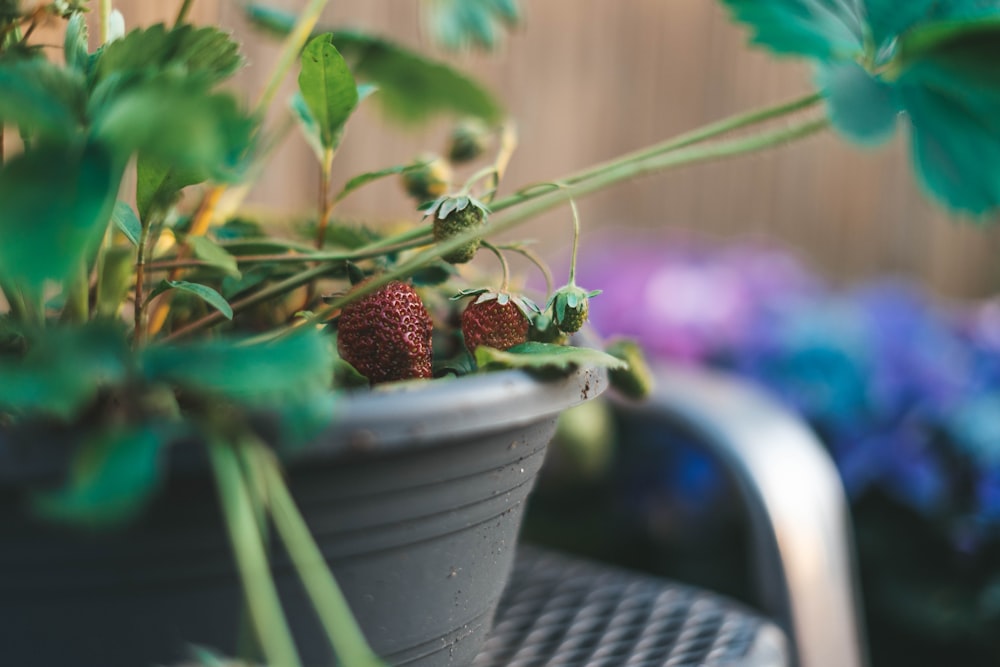 red strawberries in white ceramic bowl