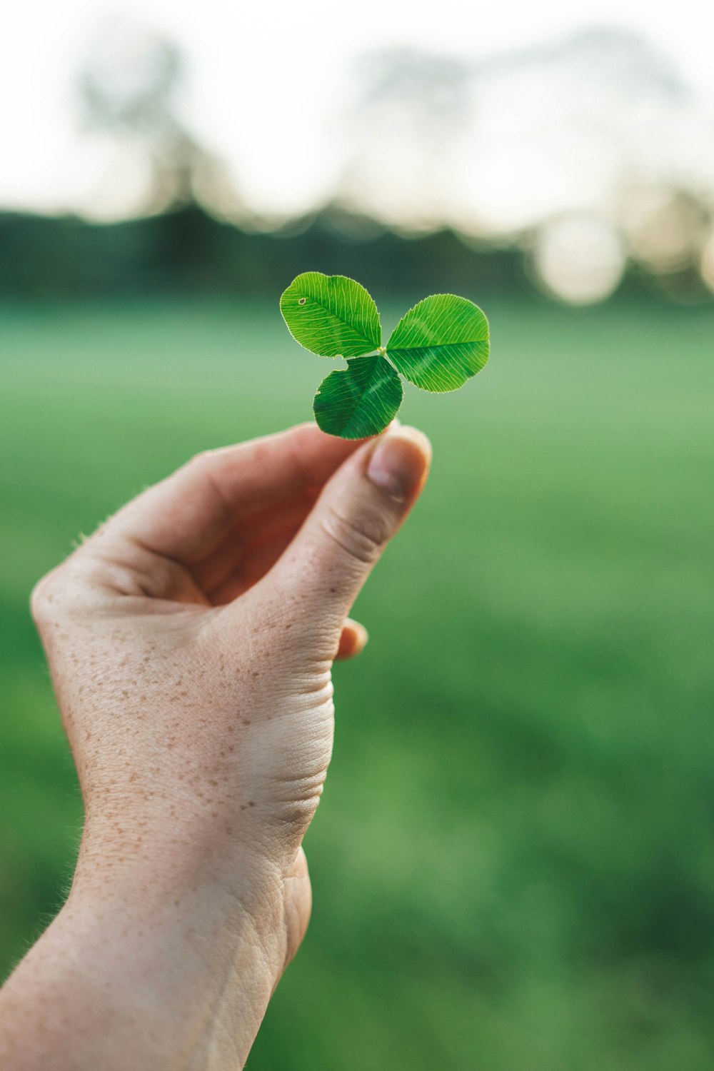 person holding green heart shaped leaves