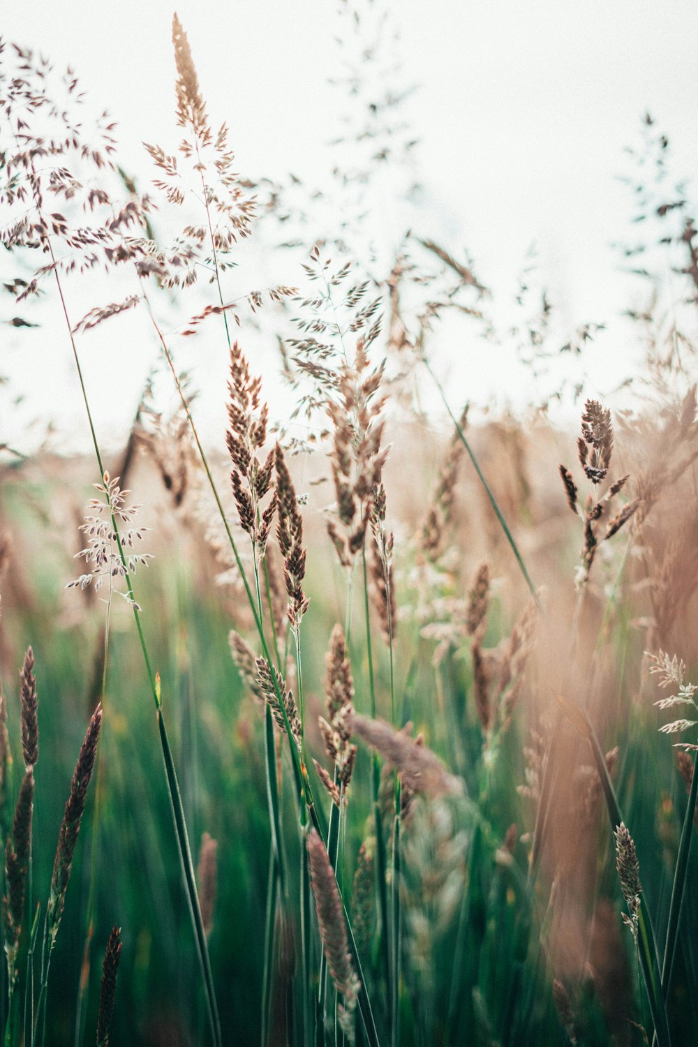 brown wheat field during daytime