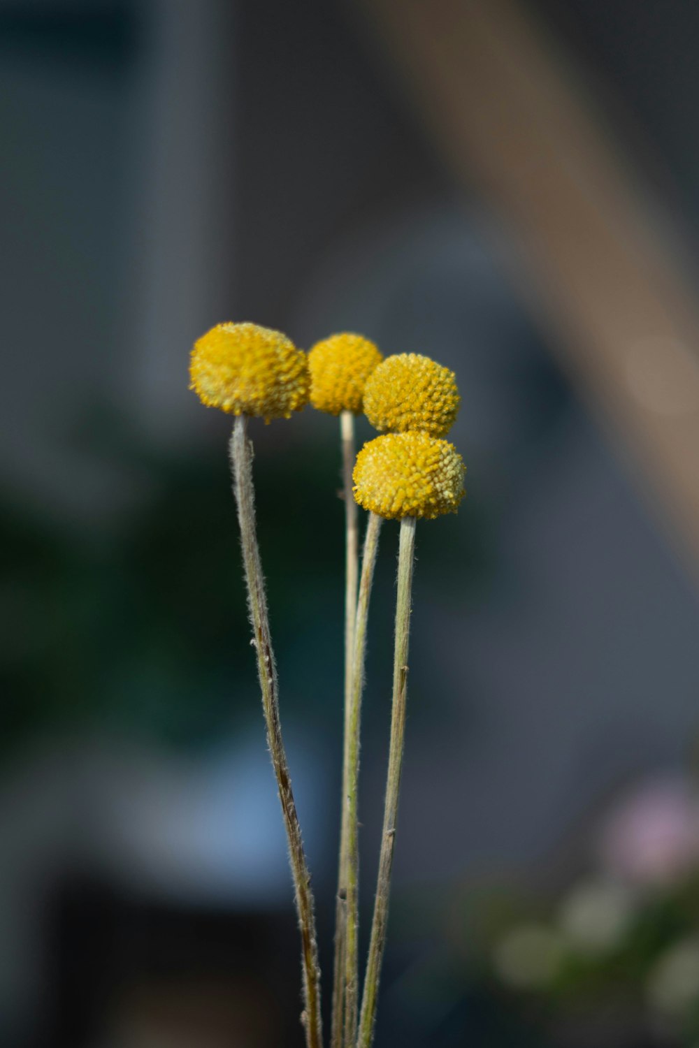 yellow flower in tilt shift lens