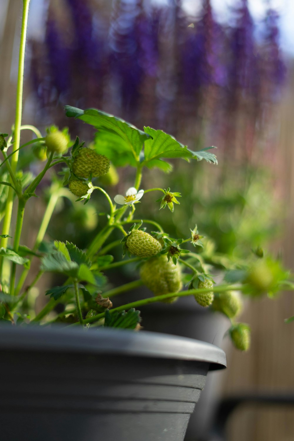 green plant in white pot