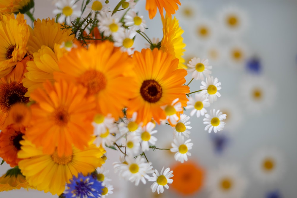 Flores amarillas y blancas en lente de cambio de inclinación