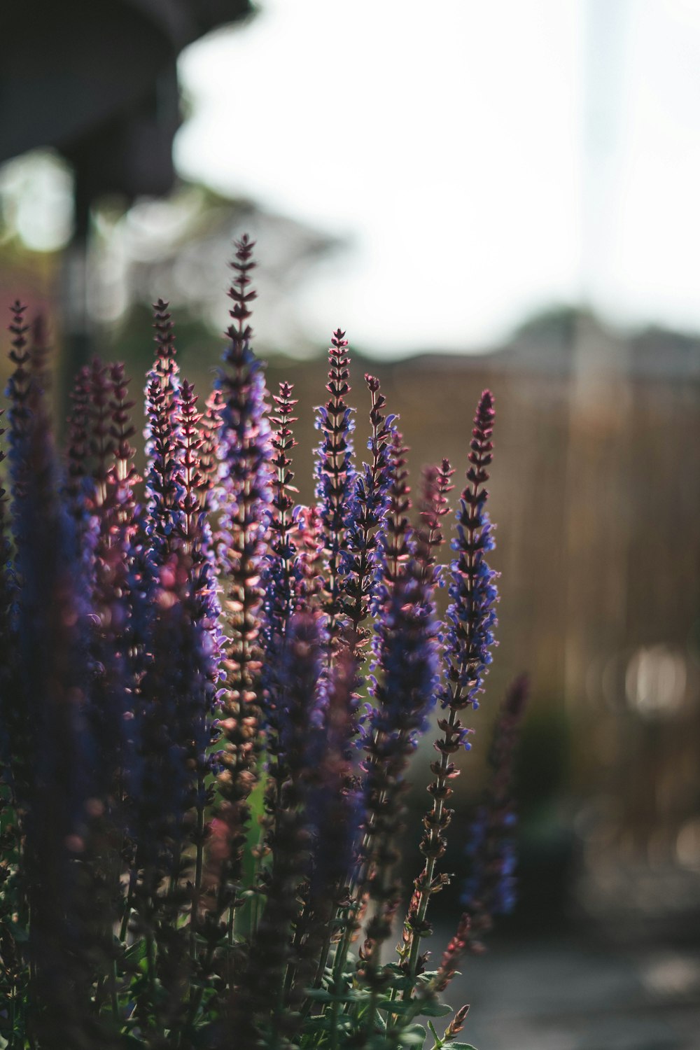 purple flowers in tilt shift lens