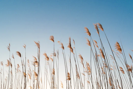 brown wheat field under blue sky during daytime