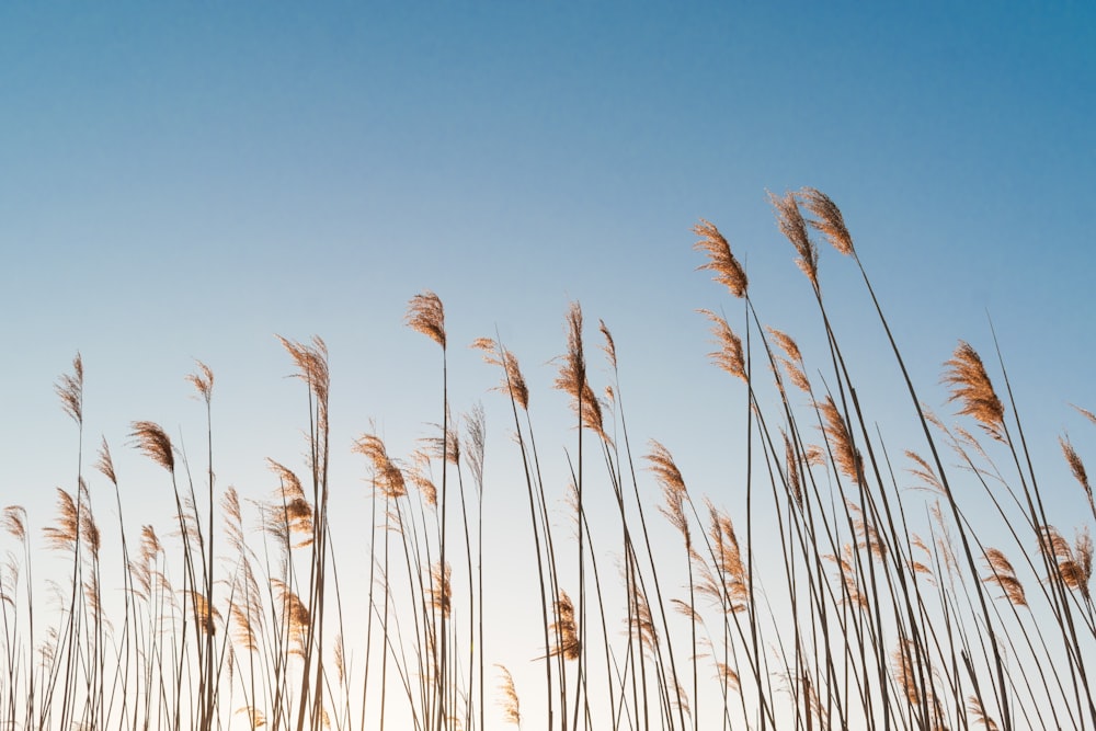 Campo de trigo marrón bajo el cielo azul durante el día