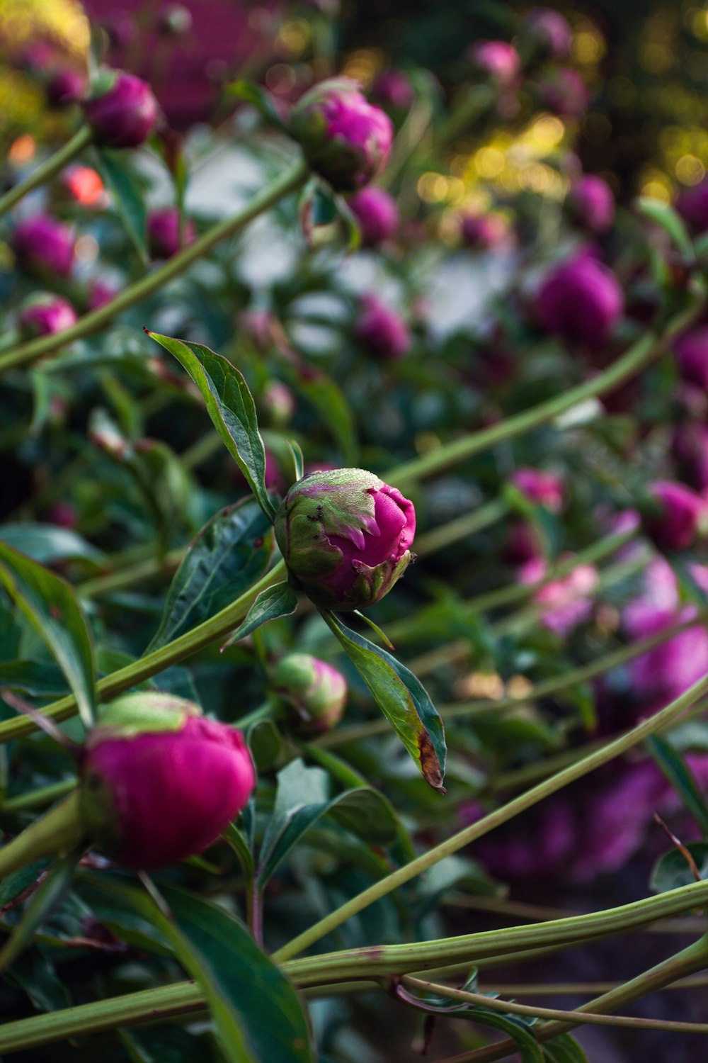 red flower bud in tilt shift lens