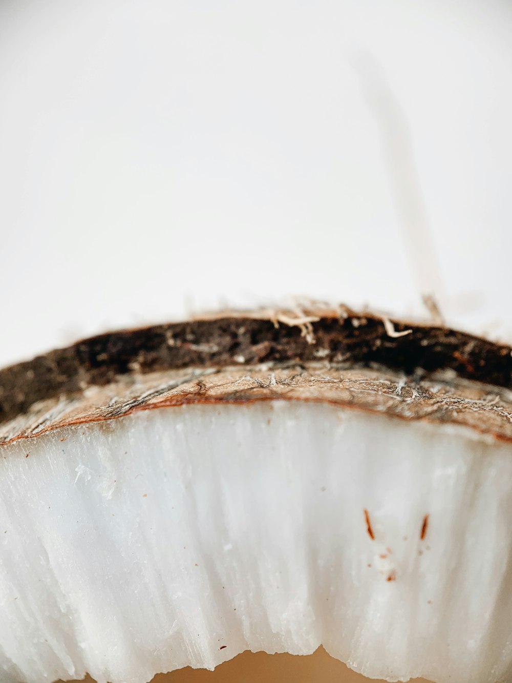 white and black feather in close up photography