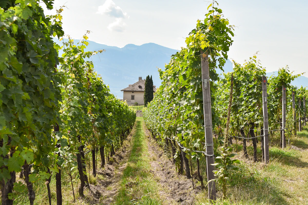 Filari di viti in Franciacorta durante la vendemmia