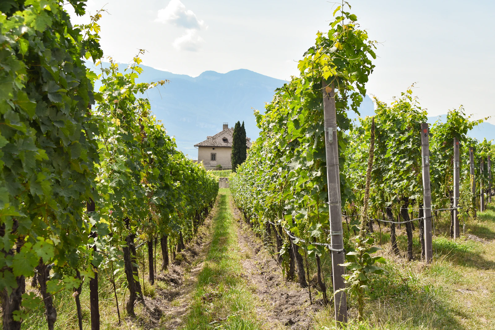 Filari di viti nel verde delle colline della Franciacorta durante la vendemmia