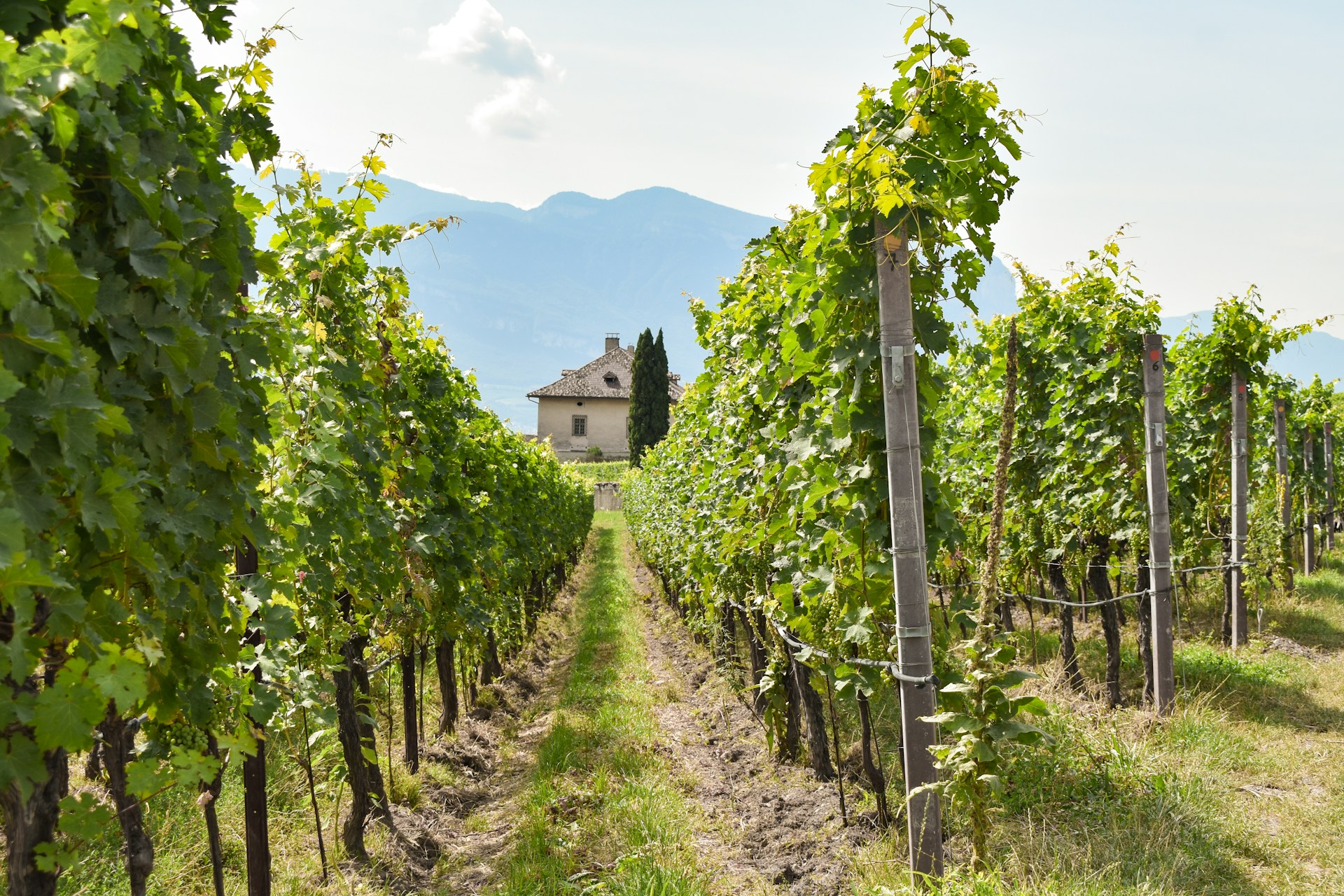 Wine AVAs (In Your State)