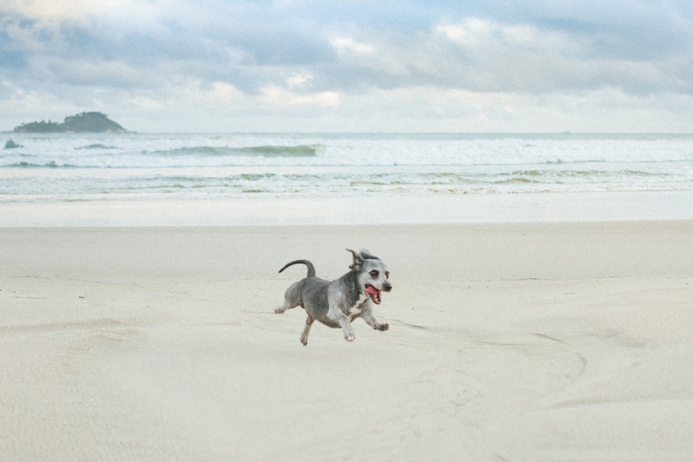 a dog running on the beach with a frisbee in its mouth