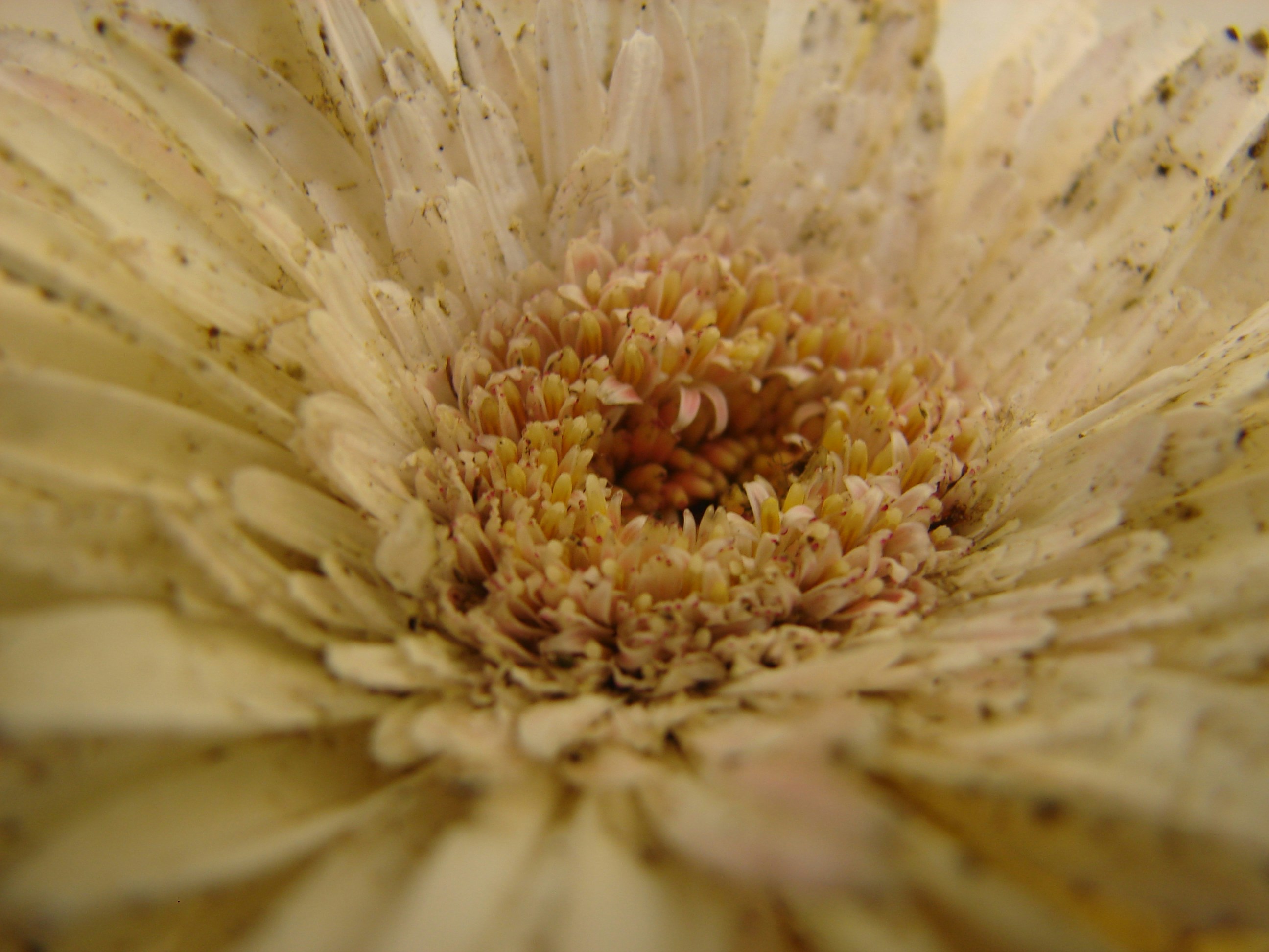 white daisy in bloom close up photo